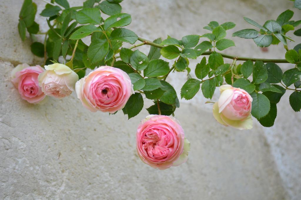 La Maison Du Potager De Mazieres Sainte-Solange Екстер'єр фото
